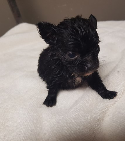 Chihuahua Puppy Dog For Sale In Greensboro North Carolina