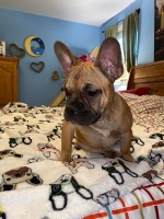 Blue Fawn French Bulldog Puppy French Bulldog for sale/adoption