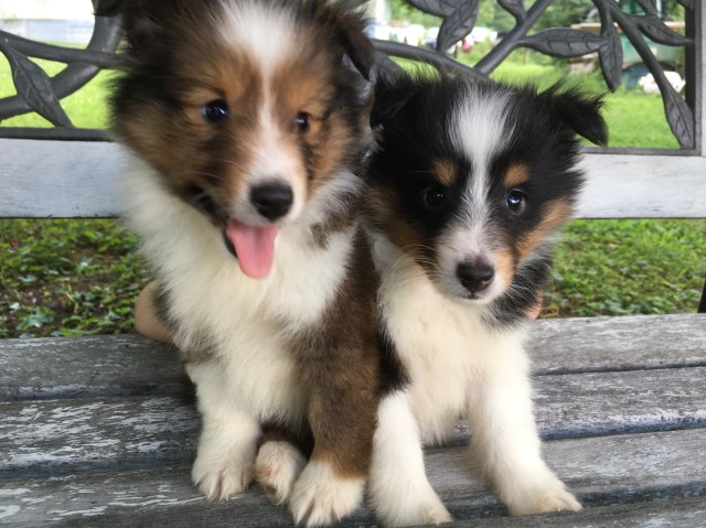 Sable and Tri Females