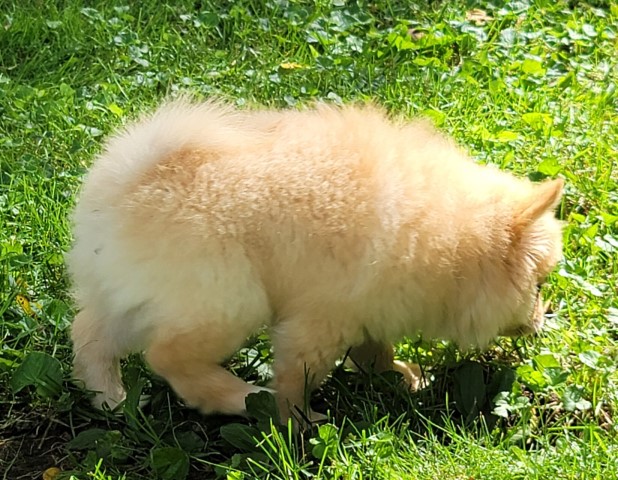 Pomeranian puppy for sale + 64009