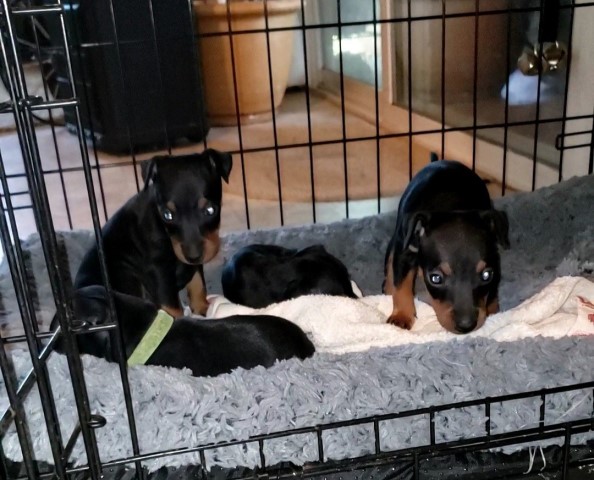 Manchester Terrier puppy for sale + 63819