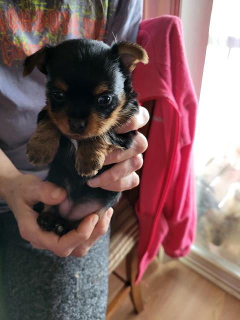 2 Male YorkshireTerriers