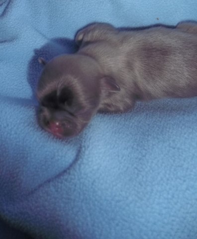 Shih Tzu puppy for sale + 64894