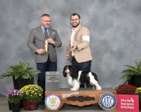 Puppies available now. Cavalier King Charles Spaniel for sale/adoption