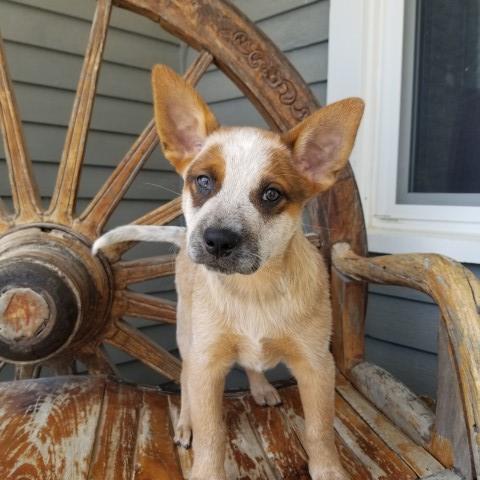 Australian Cattle Dog puppy for sale + 61818