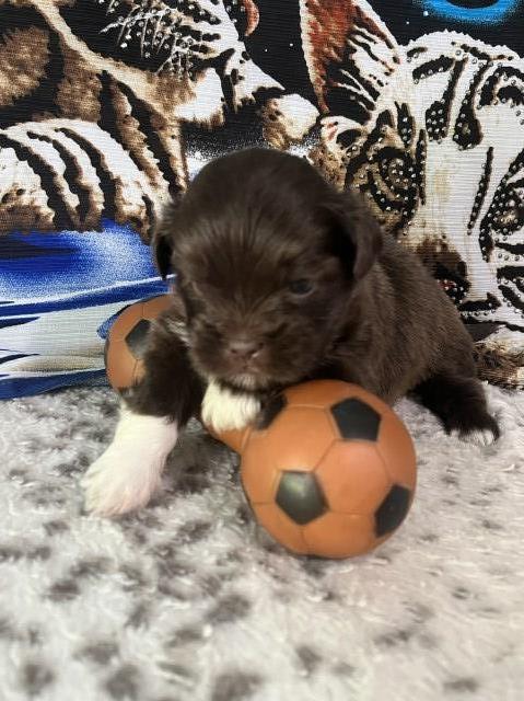 lhasa apso teady bear colors  sooooo cute