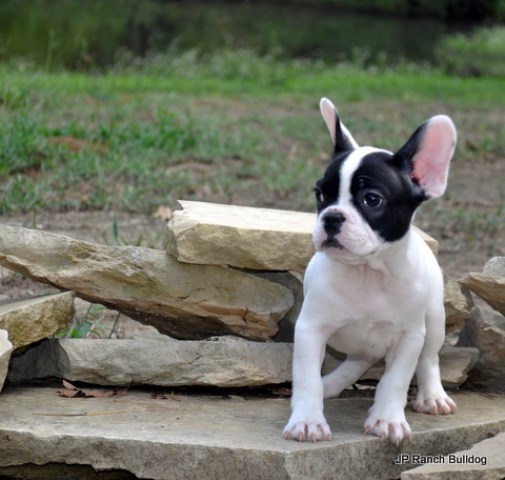 AKC French Bulldog puppies for Sale