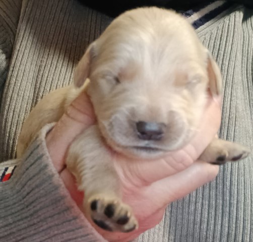 Golden Retriever puppy for sale + 67015