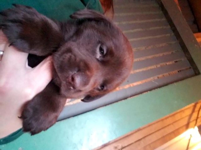 Labrador Retriever puppy for sale + 52467