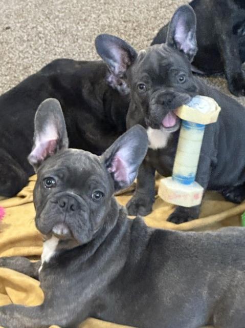 french bulldogs