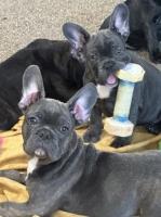 french bulldogs French Bulldog for sale/adoption