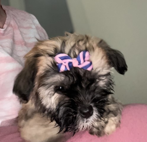 Havabear. Havanese a teddybear nine weeks