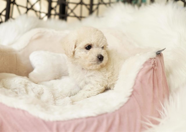 Maltipoo puppy for sale + 60189