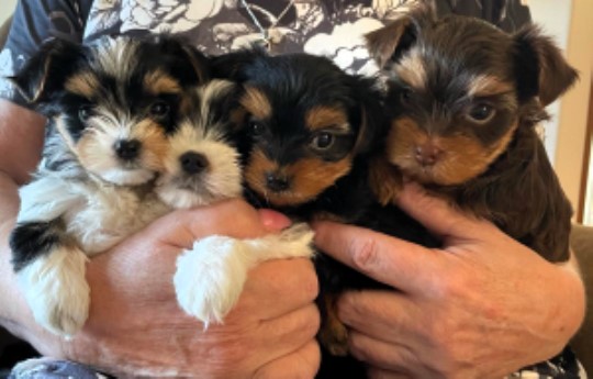 Yorkshire Terrier Puppies- Parti Colored Chocolate & White