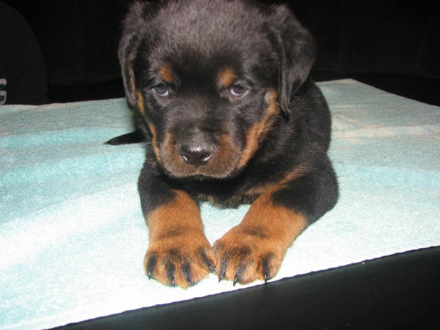 Rottweiler puppy for sale + 51013