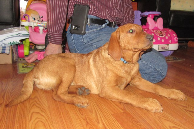 Labrador Retriever puppy for sale + 59960
