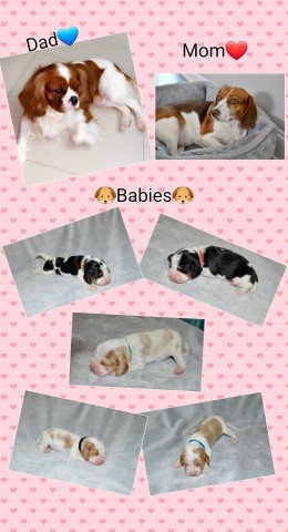 Cavalier King Charles Spaniel puppy for sale + 63929