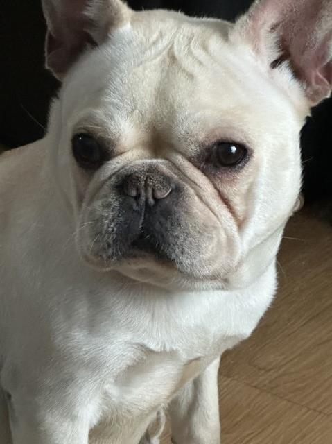 Akc registered French bulldog