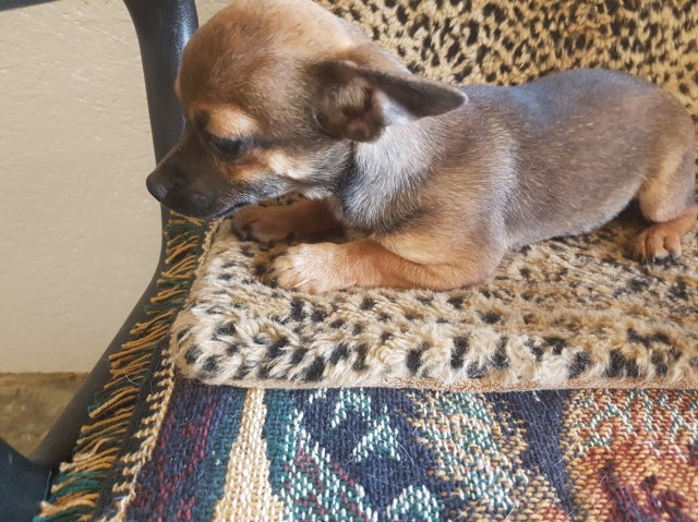Sable shorthaired female chihuahua