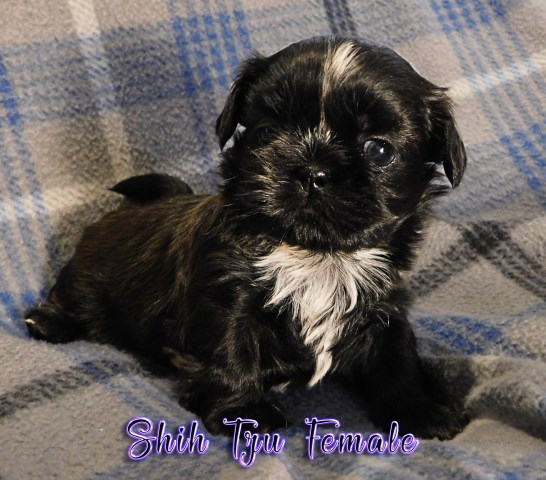 Shih Tzu Puppy Dog For Sale In Campbell Ohio