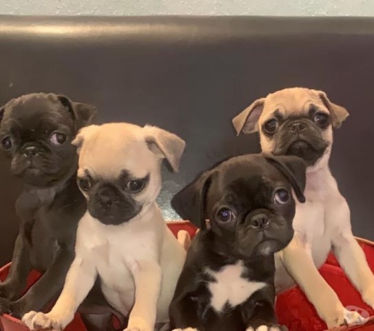 Leash and Potty Trained Pug Puppies