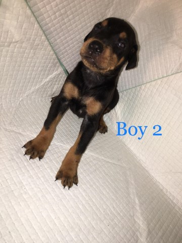 Doberman Pinscher puppy for sale + 51858