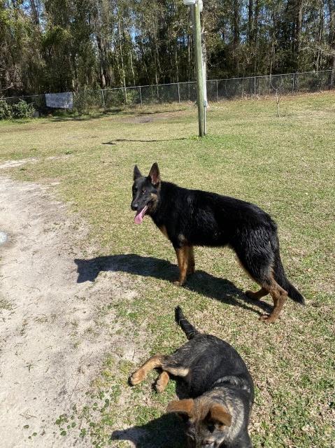German Shepherd Puppy