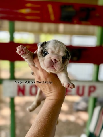 English Bulldog puppy for sale + 66584