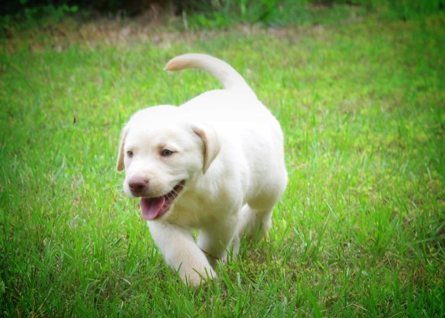 Creamy white female Labrador 2
