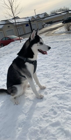 Siberian Husky puppy for sale + 59832