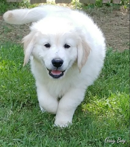 AKC English Cream Golden Retriever Puppies!!