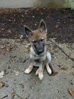 Last Puppy Listed