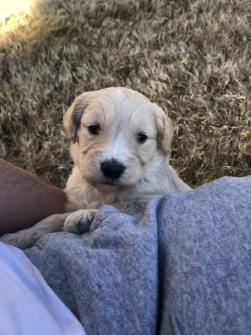 Goldendoodle puppy for sale + 54604