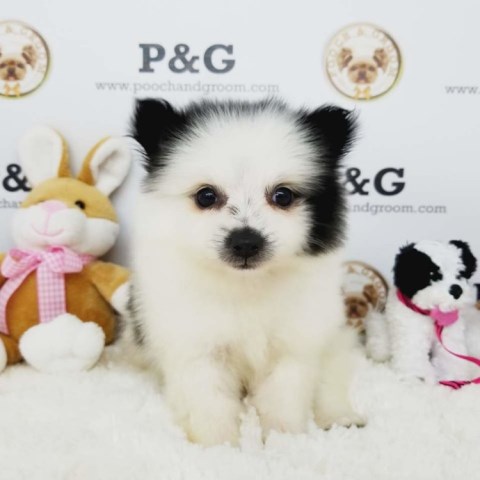 Pomeranian puppy for sale + 53657