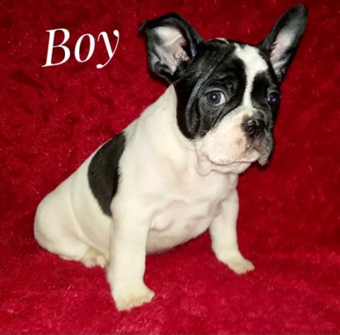 French Bulldog puppy for sale + 61840