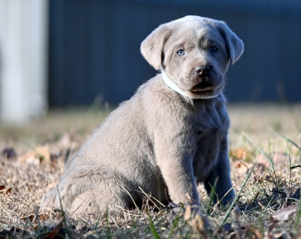 Labrador Retriever puppy for sale + 65336