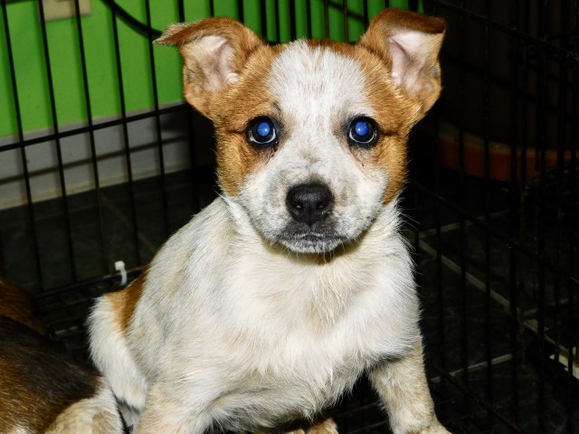 Australian Cattle Dog puppy for sale + 66494