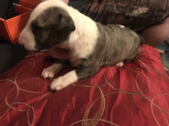 Bull Terrier puppy dog for sale in Elm City, North Carolina