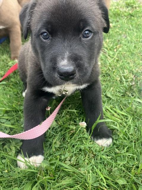 Siberian Husky puppy for sale + 66611