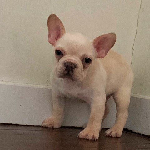 French Bulldog puppy for sale + 55997