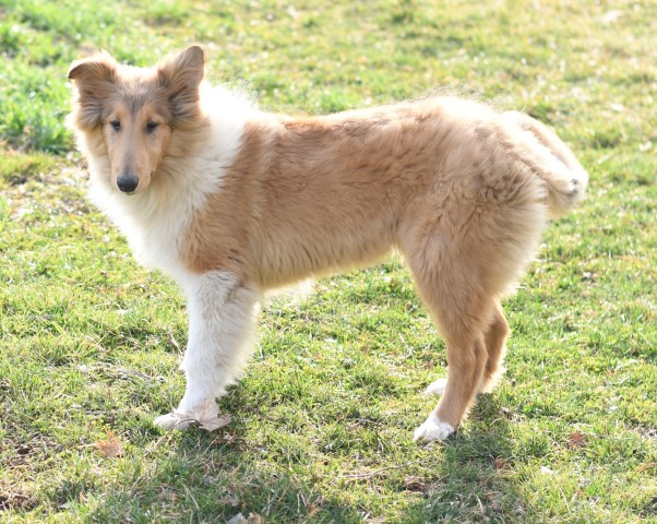 One Male Collie Puppies for sale