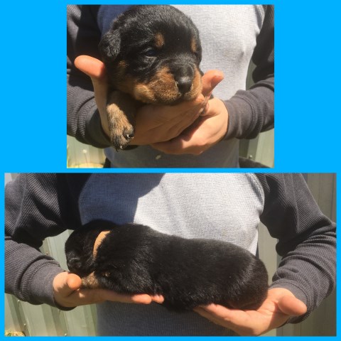 German Rottweiler puppies