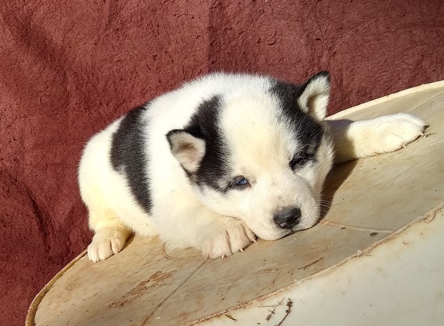 Siberian Husky puppy for sale + 62734