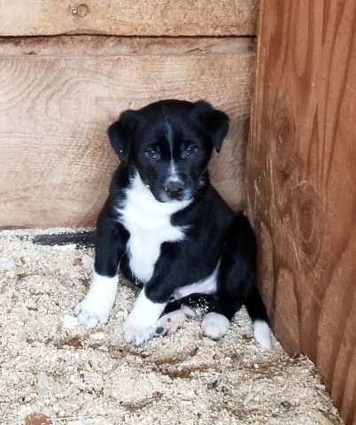 Australian Shepherd Dog puppy for sale + 61791