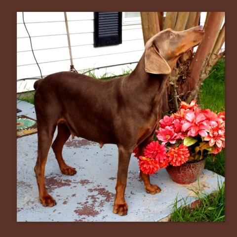 Doberman Pinscher puppy for sale + 40723