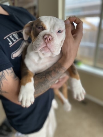 English Bulldog puppy for sale + 64175