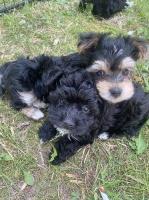 Morkie males for sale 05/07/22 $2000 Morkie for sale/adoption