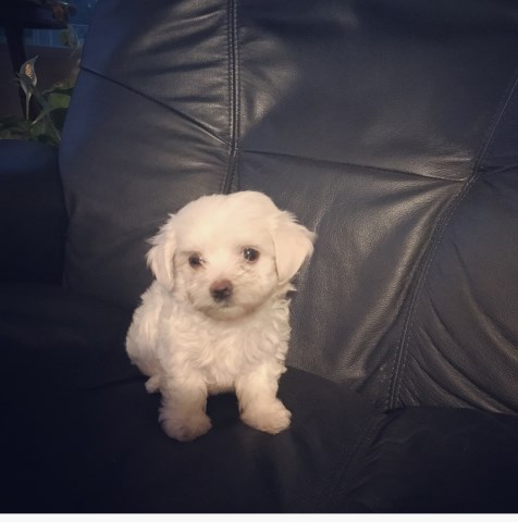 Maltese puppy for sale + 50025