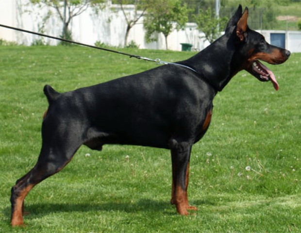 EUROPEAN CHAMPION LINEAGE  DOBERMANN PINSCHER PUPS