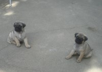 Pug thumbnail
